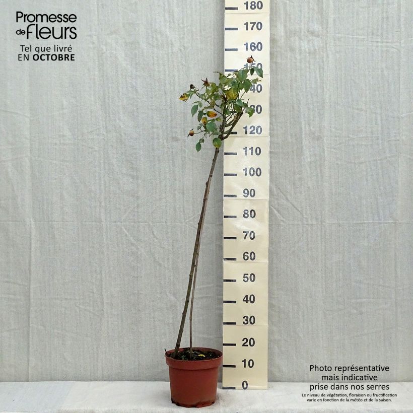 Rosa x floribunda 'Friesia' - Standard Rose - 90/100cm 7.5L/10L pot, Standard sample as delivered in autumn