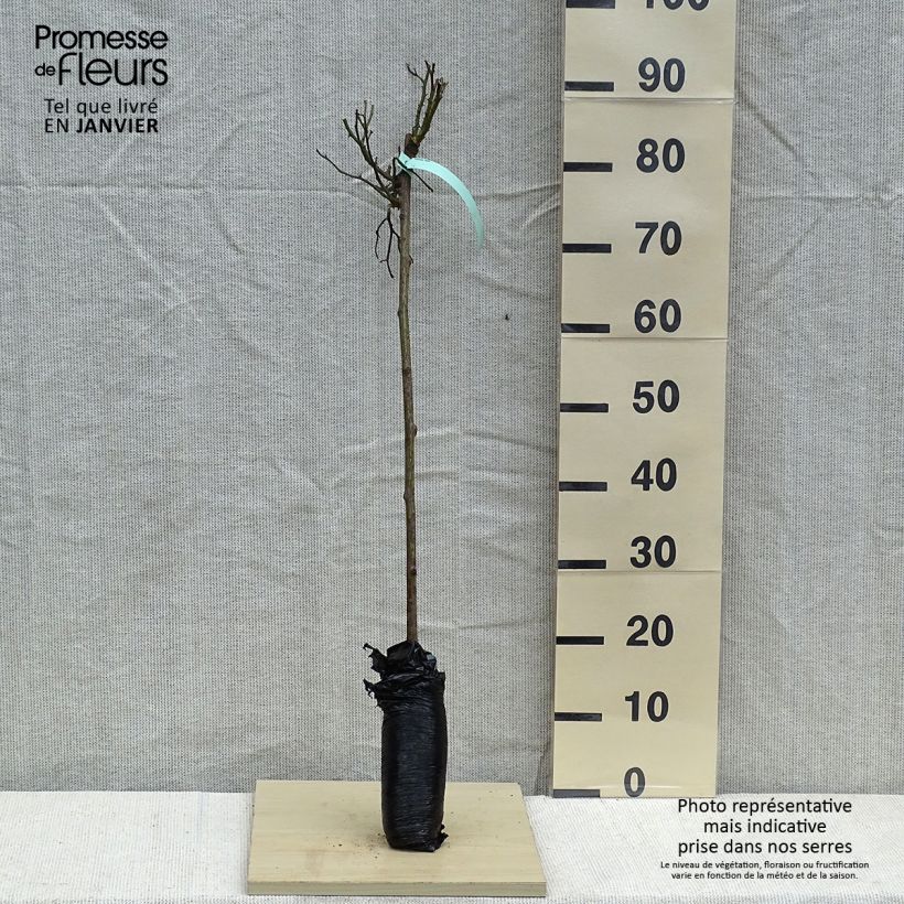 Rosa x polyantha Global Hit - Standard Rose Wrapped bare root, Standard sample as delivered in winter
