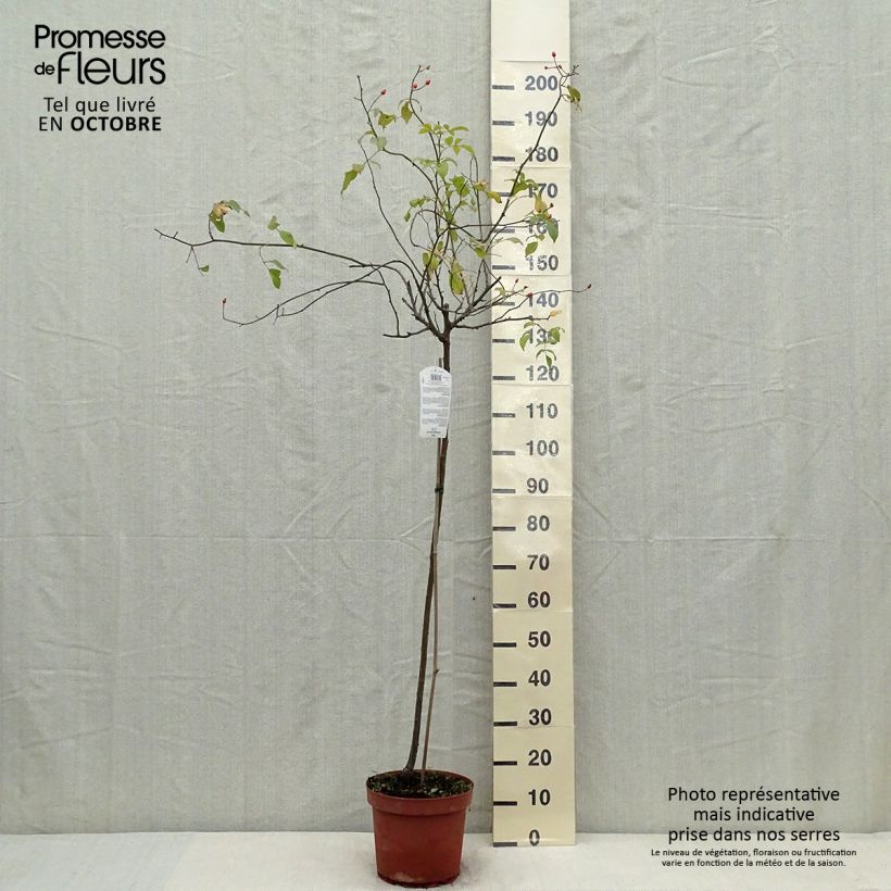 Rosa  Guirlande d'Amour - Climbing or Shrub Rose 7.5L/10L pot, Standard sample as delivered in autumn