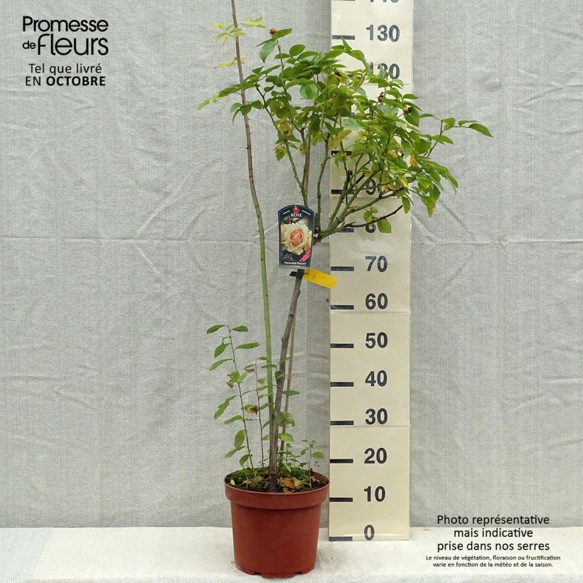 Rosa x floribunda Hansestadt Rostock - Floribunda Rose 4L/5L pot, Standard sample as delivered in autumn