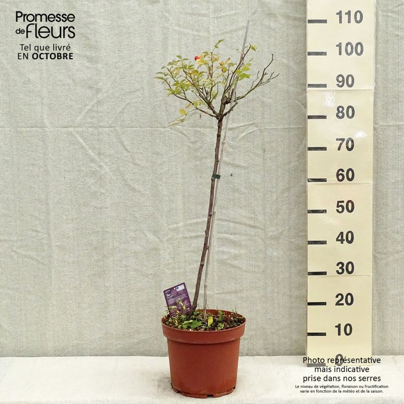 Rosa x polyantha 'Honeymilk' - Standard Rose 7.5L/10L pot, Standard sample as delivered in autumn