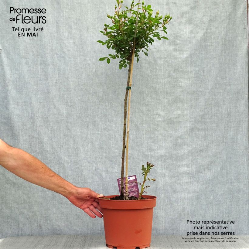 Rosa x polyantha 'Honeymilk' - Standard Rose 7.5L/10L pot, Standard sample as delivered in spring