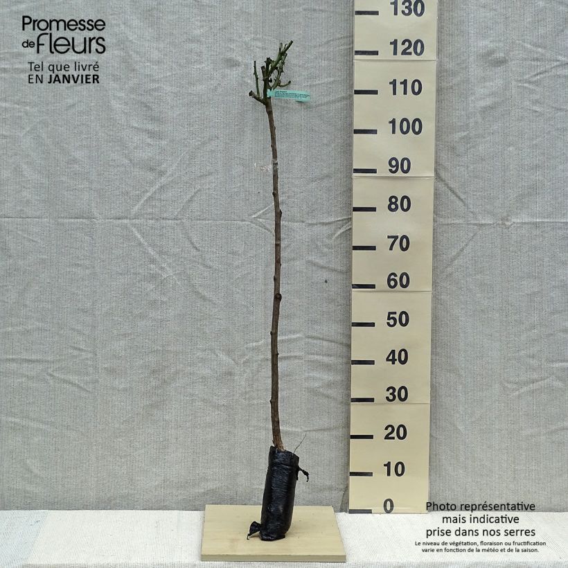 Rosa 'Ingrid Bergman' - Standard Rose Wrapped bare root, Standard sample as delivered in winter