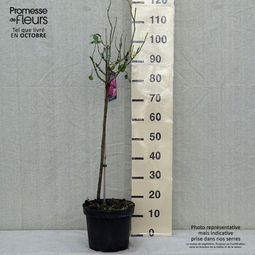 Rosa Leonardo da Vinci - Floribunda Rose 4L/5L pot, Standard sample as delivered in autumn