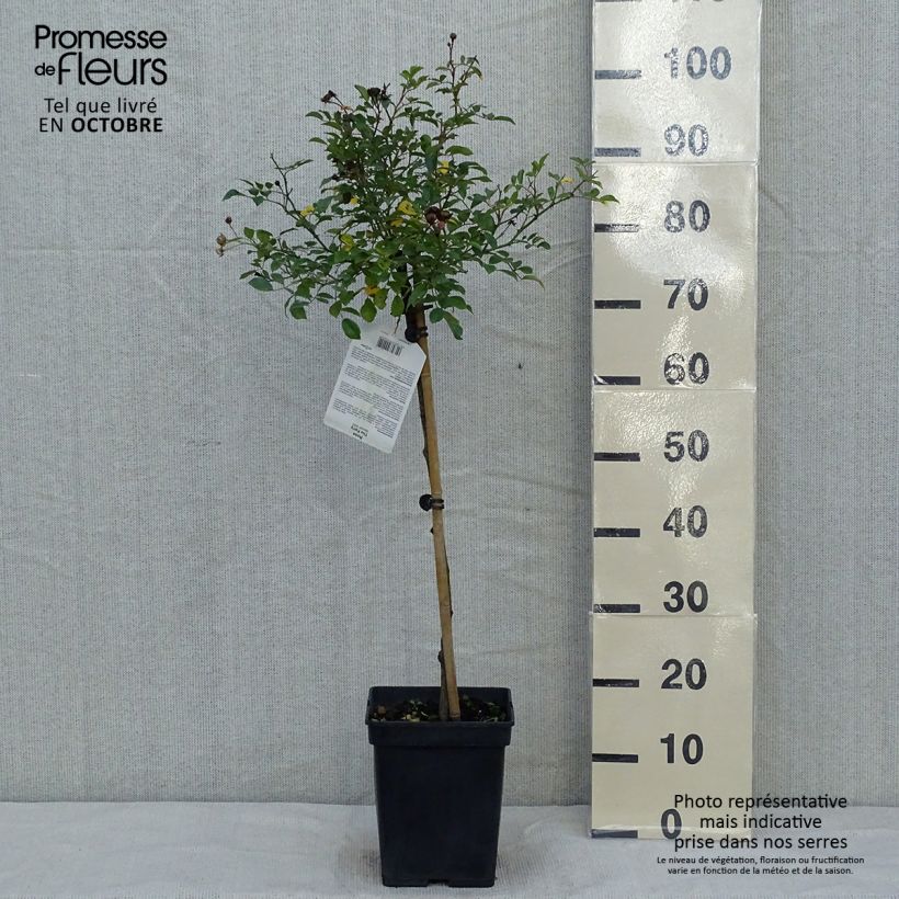 Rosa The Fairy - Standard Rose 4L/5L pot, Standard sample as delivered in autumn