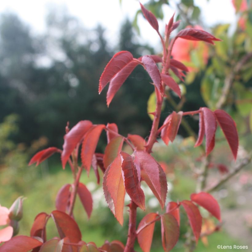 Rosa moschata Esch-sur-Sûre - Musk Rose (Foliage)