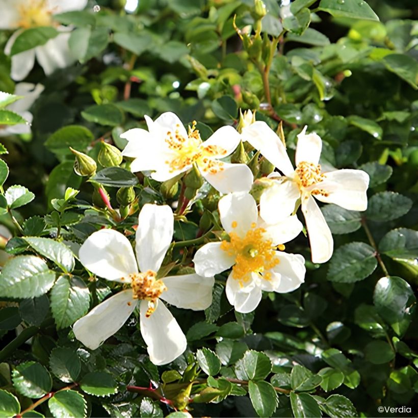 Rosa Rosanatura Napi - Groundcover Rose (Flowering)
