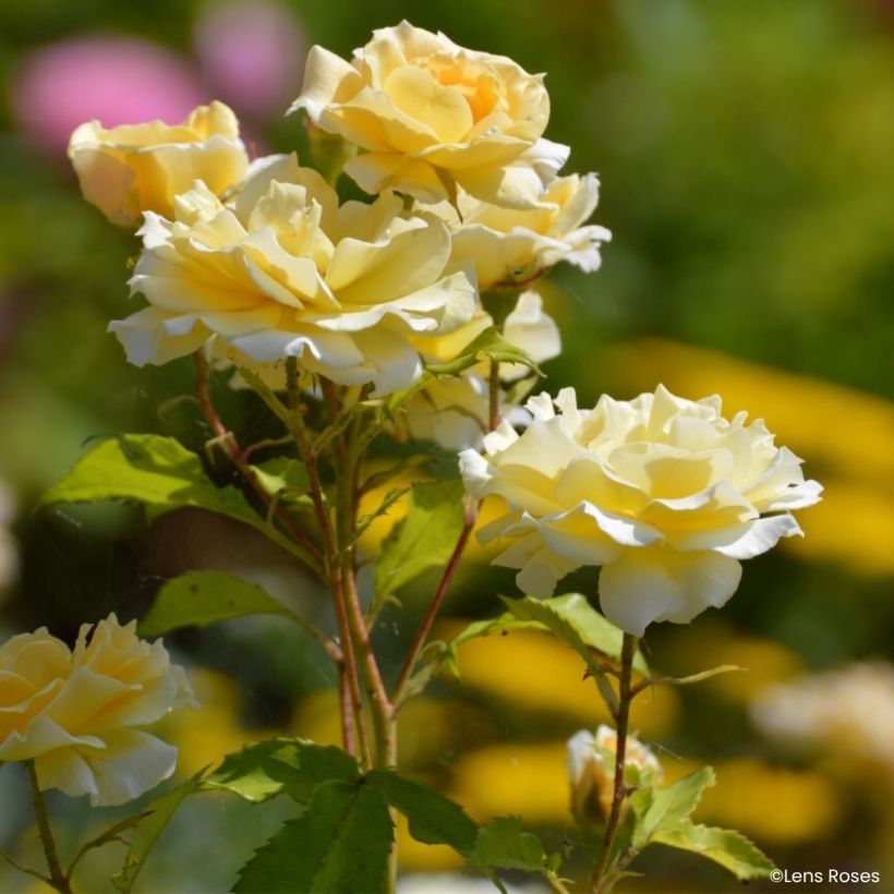 Rosa moschata Lady in Gold - Musk Rose (Flowering)