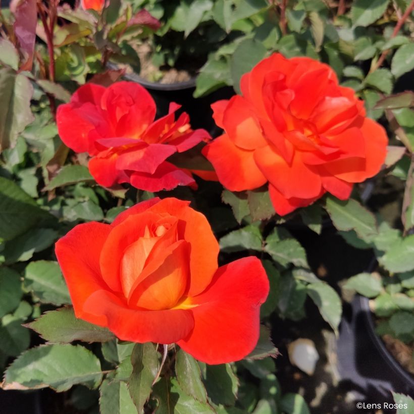 Rosa floribunda Super Trouper (Flowering)