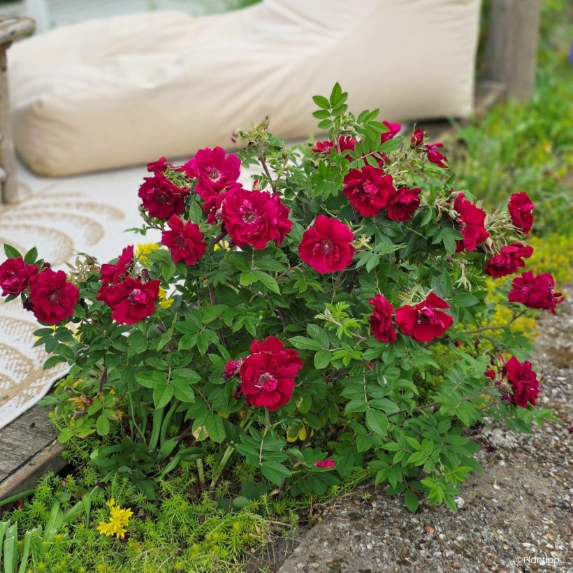 Rosa rugosa  TAKE IT EASY® Red - Rugosa Rose (Plant habit)