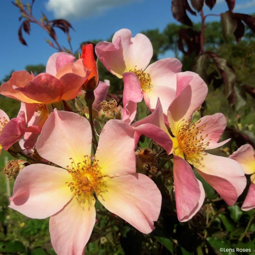 Rosa moschata Lens Flair - Climbing Rose (Flowering)