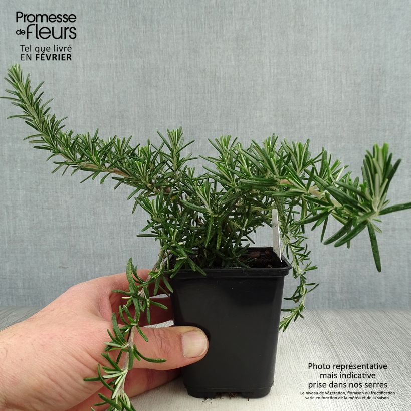 Rosmarinus officinalis Blue Cascade 8/9 cm pot sample as delivered in winter