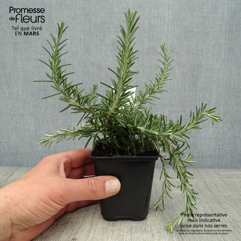 Rosmarinus officinalis Blue Cascade 8/9 cm pot sample as delivered in spring