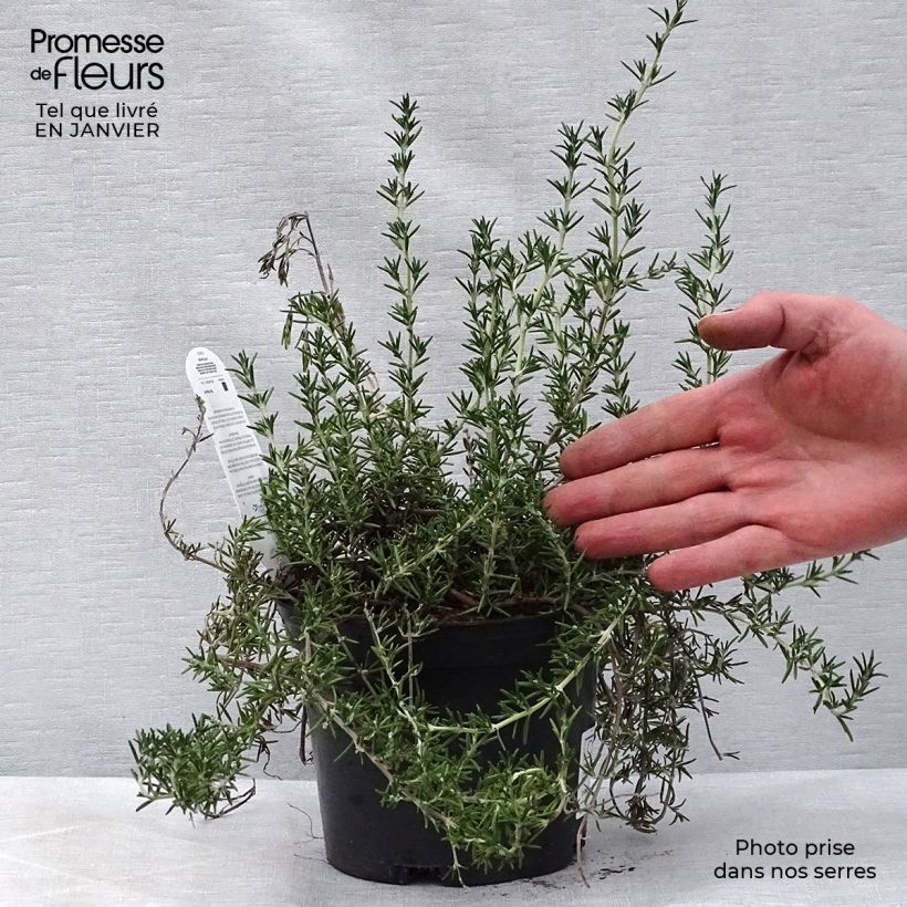 Creeping Rosemary - Rosmarinus officinalis Prostratus 1L/1.5L pot sample as delivered in winter