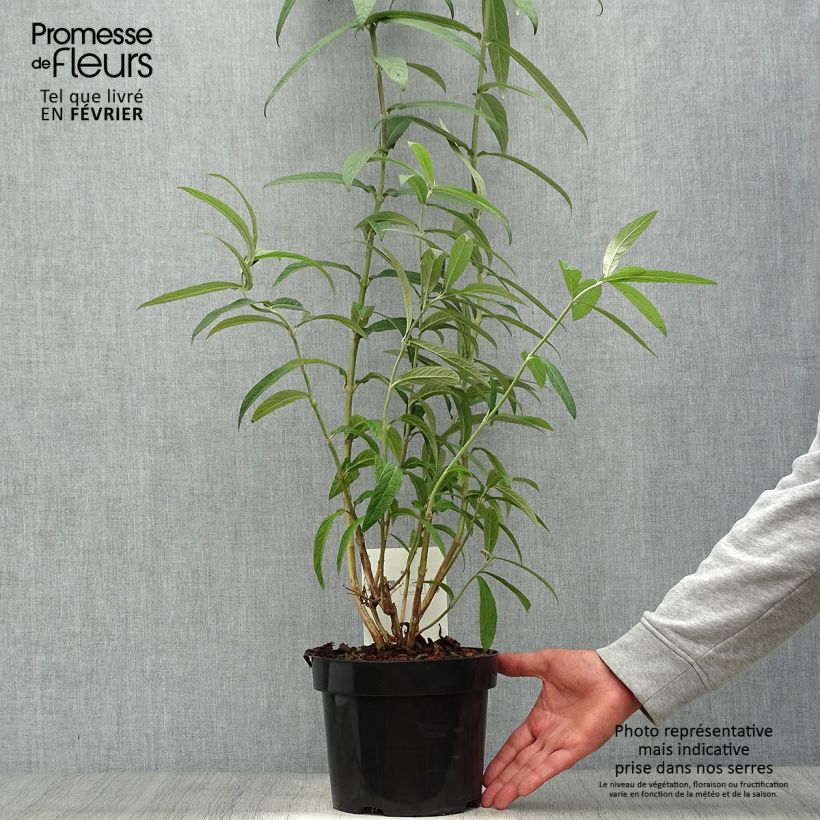 Rostrinucula dependens Happy Cascade 3L/4L pot sample as delivered in autumn