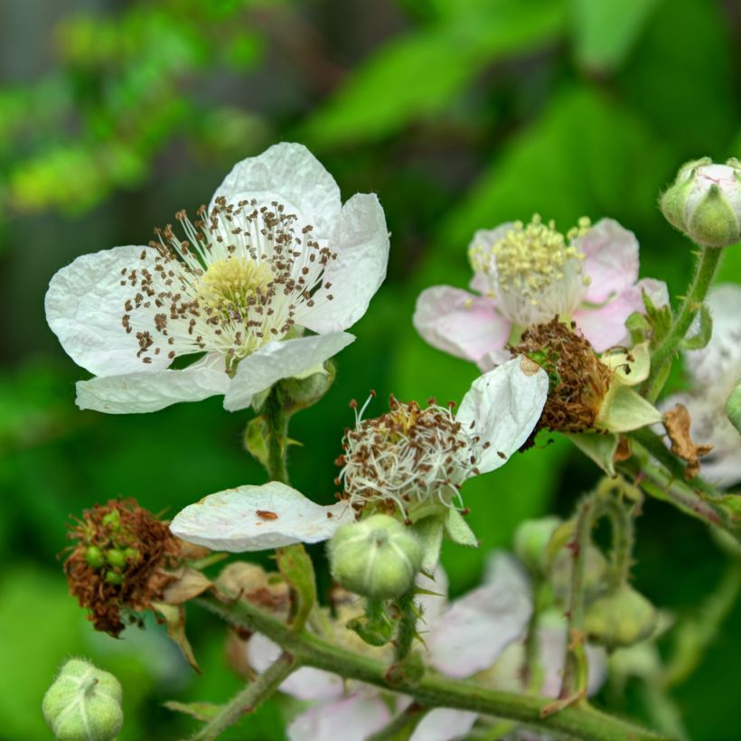 Everbearing Blackberry Reuben - Rubus fruticosus (Flowering)