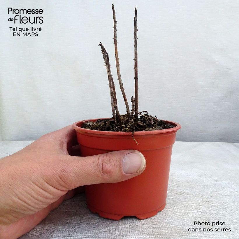 Rubus illecebrosus 8/9 cm pot sample as delivered in spring