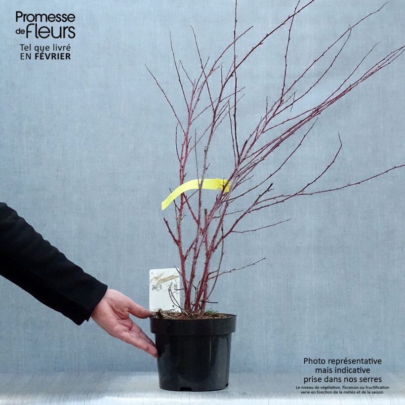 Rubus thibetanus Silver Fern 3L/4L pot sample as delivered in winter