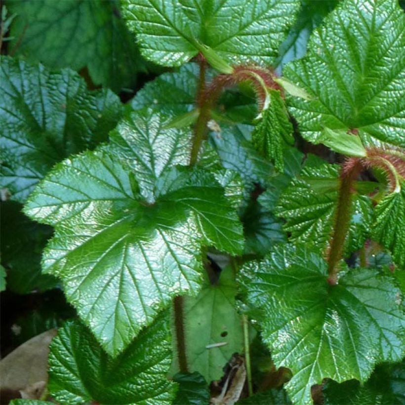 Rubus tricolor (Foliage)