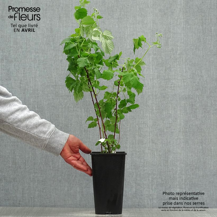 Glen Coe Raspberry 2L/3L pot sample as delivered in spring