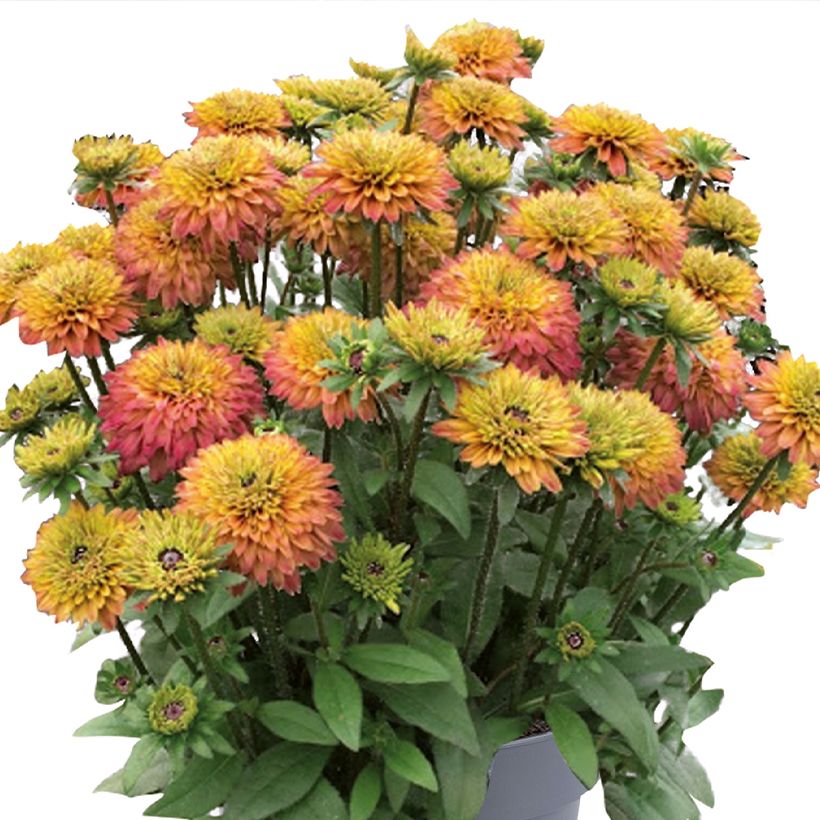 Rudbeckia hirta Rudy Double Rose Yellow - Gloriosa daisy (Flowering)