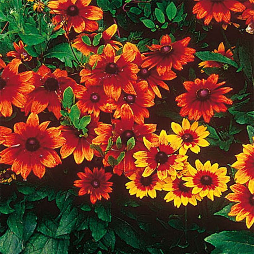 Rudbeckia hirta Autumn Colours (Flowering)