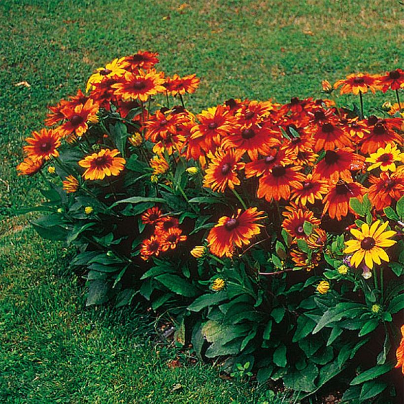 Rudbeckia hirta Autumn Colours (Plant habit)