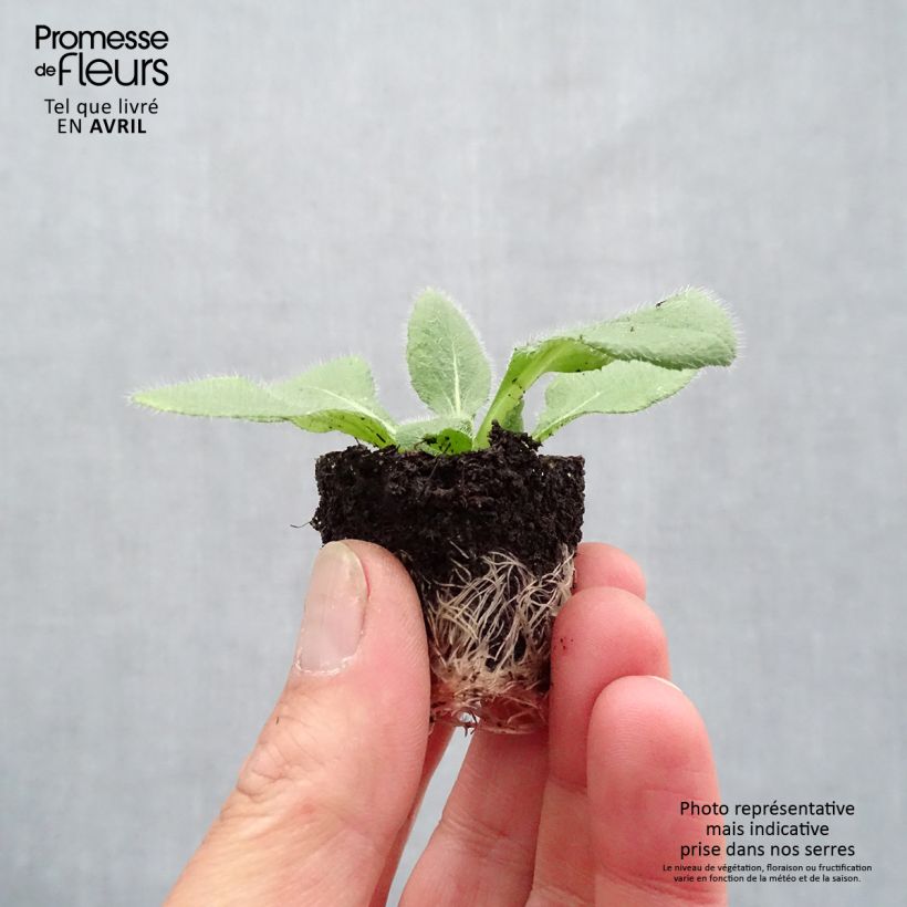 Rudbeckia hirta Sunbeckia Luna Plug plant 1.5/2.5 cm sample as delivered in spring