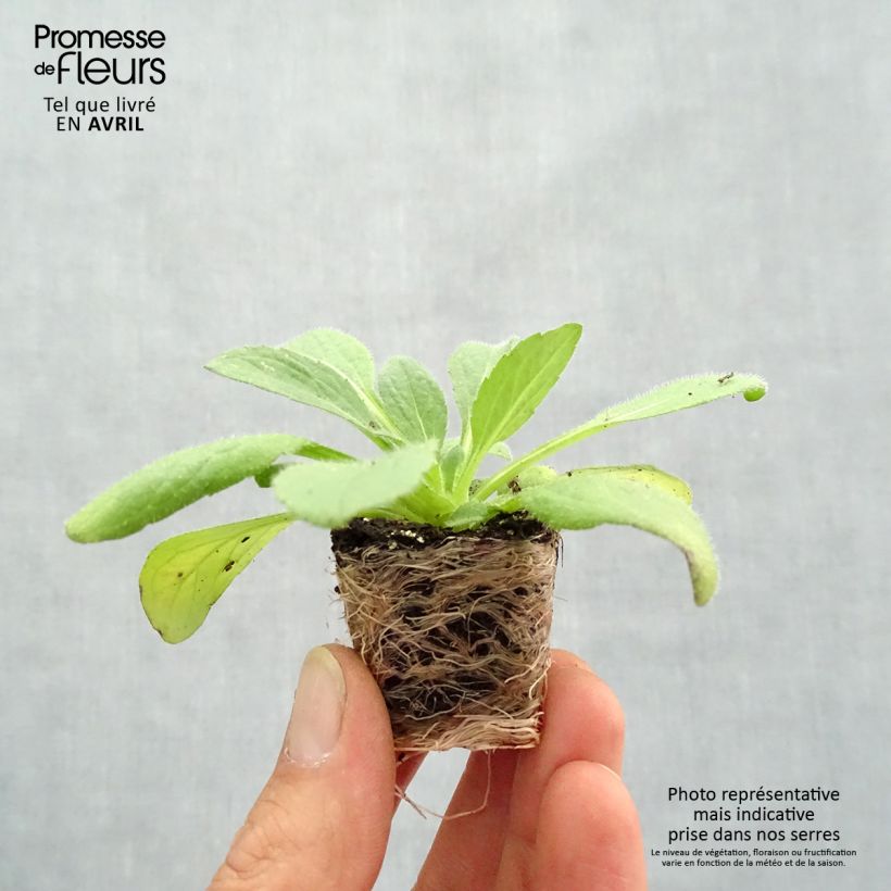 Rudbeckia hirta Sunbeckia Ophelia Plug plant 1.5/2.5 cm sample as delivered in spring