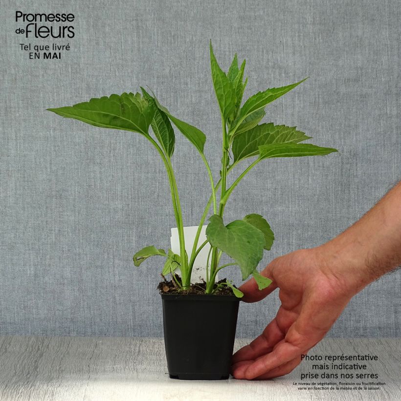 Rudbeckia fulgida Early Bird Gold 8/9 cm pot sample as delivered in spring