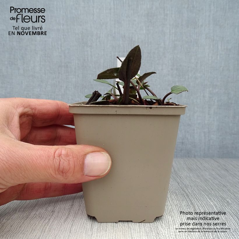 Rudbeckia fulgida Forever Gold 8/9 cm pot sample as delivered in autumn