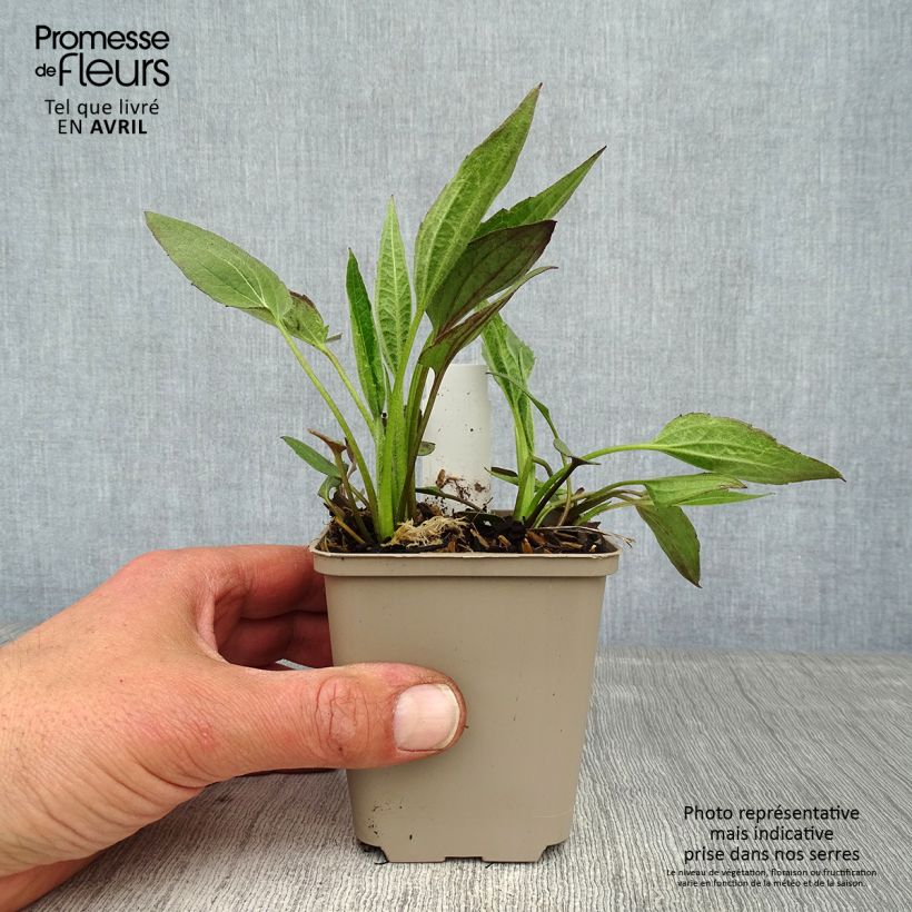 Rudbeckia fulgida Forever Gold 8/9 cm pot sample as delivered in spring