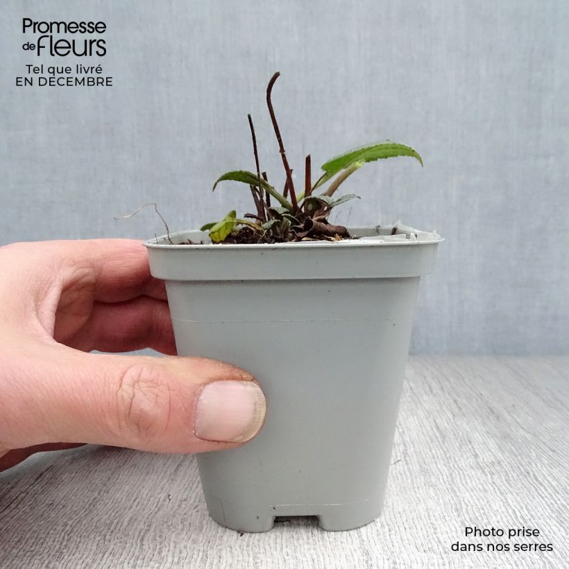 Rudbeckia fulgida Goldsturm 8/9 cm pot sample as delivered in winter