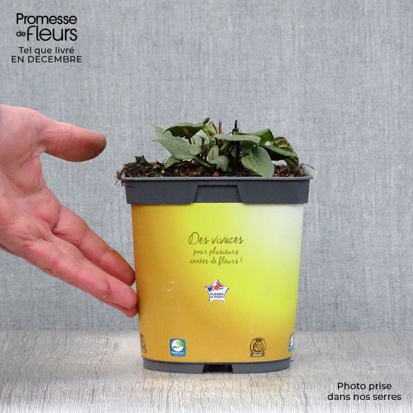 Rudbeckia fulgida Goldsturm 2L/3L pot sample as delivered in winter