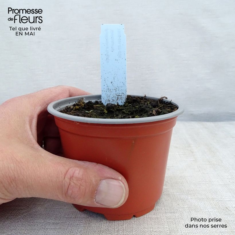 Rudbeckia fulgida Goldsturm 8/9 cm pot sample as delivered in spring