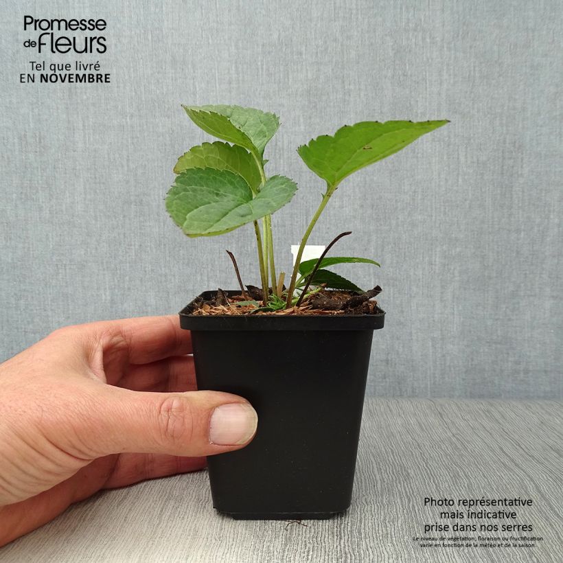 Rudbeckia fulgida Goldsturm 8/9 cm pot sample as delivered in autumn