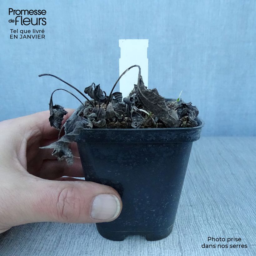 Rudbeckia fulgida var. sullivantii Little Goldstar 8/9 cm pot sample as delivered in winter