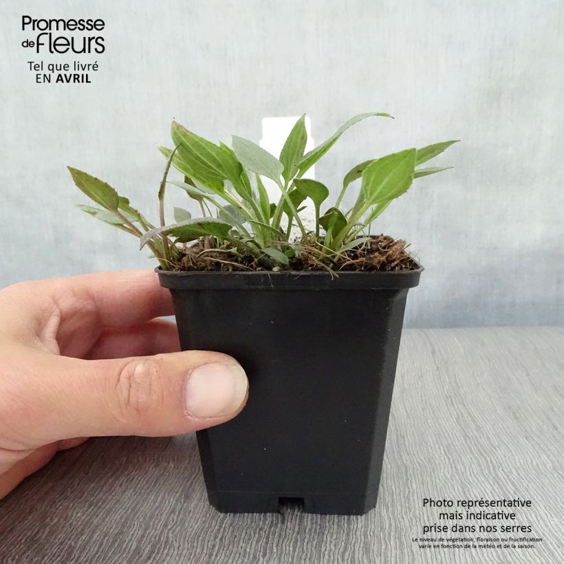 Rudbeckia fulgida var. sullivantii Little Goldstar 8/9 cm pot sample as delivered in spring