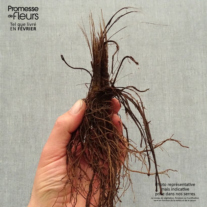 Rudbeckia fulgida var. sullivantii Pot of Gold Bare root sample as delivered in winter
