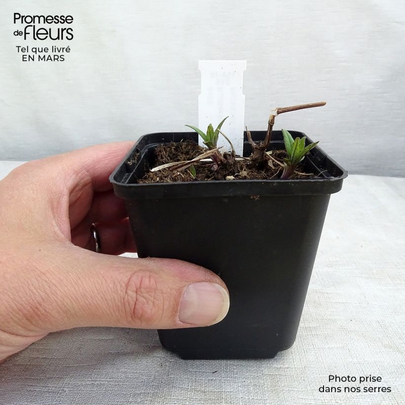 Rudbeckia laciniata 'Goldquelle' 8/9 cm pot sample as delivered in spring