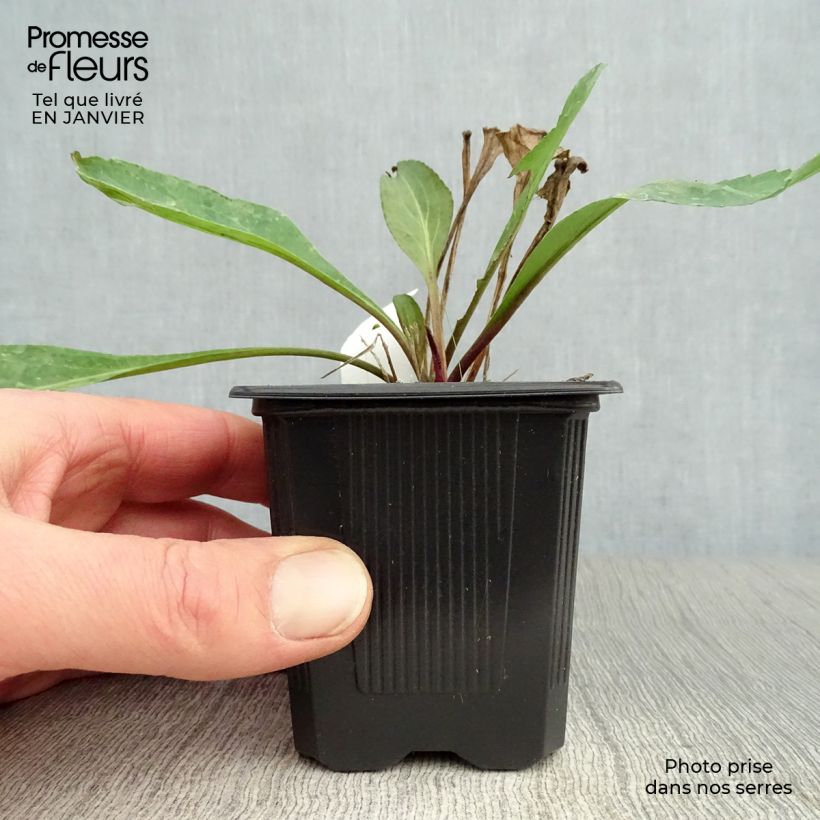 Rudbeckia maxima  8/9 cm pot sample as delivered in winter