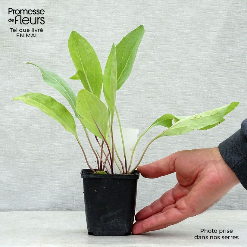 Rudbeckia maxima  8/9 cm pot sample as delivered in spring