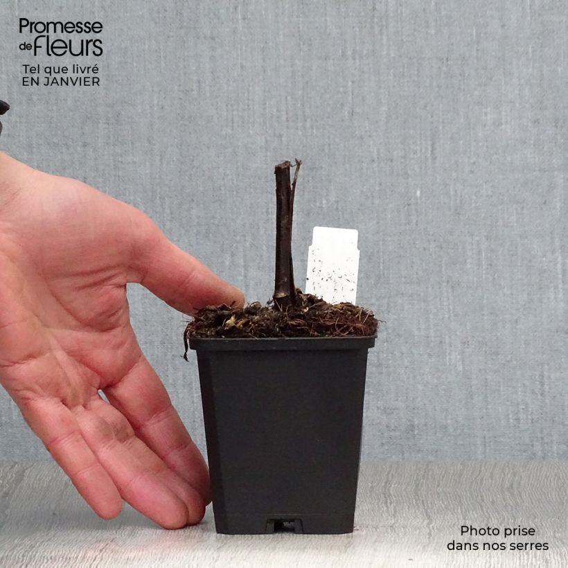 Rudbeckia nitida Herbstsonne 8/9 cm pot sample as delivered in winter