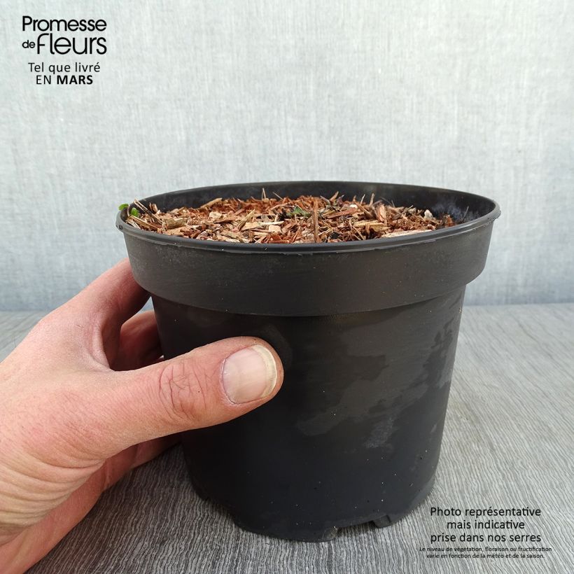 Rudbeckia occidentalis Green Wizard 2L/3L pot sample as delivered in winter