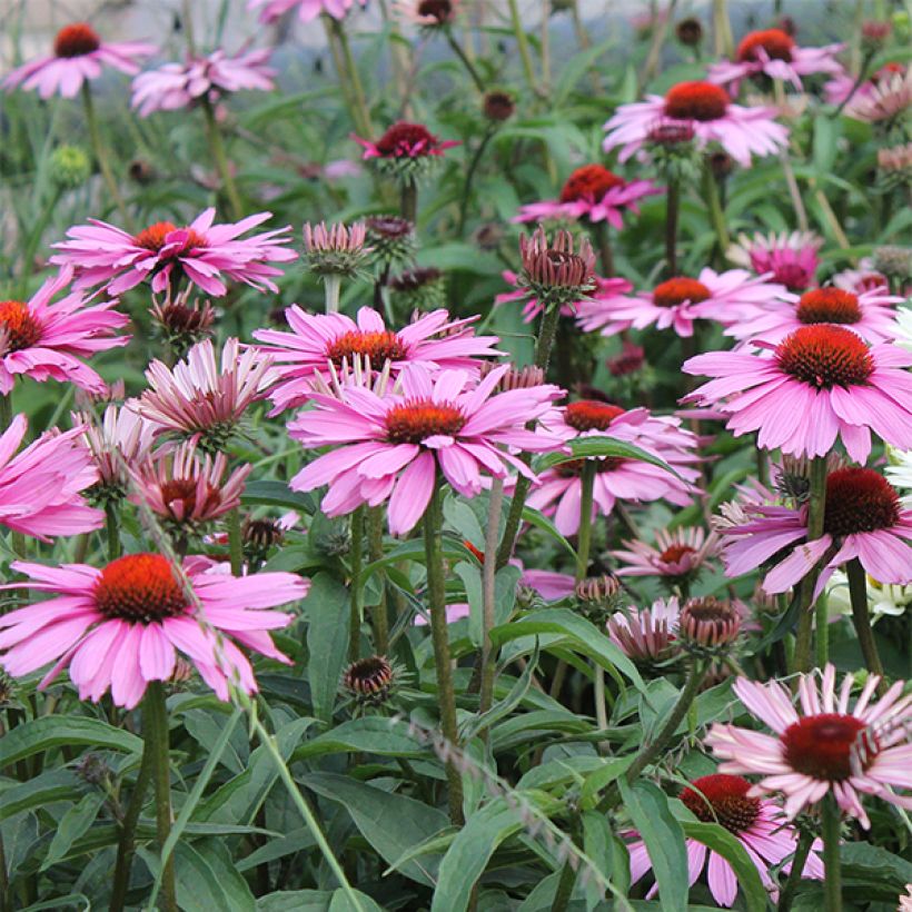 Echinacea purpurea Magnus - Purple Coneflower (Flowering)