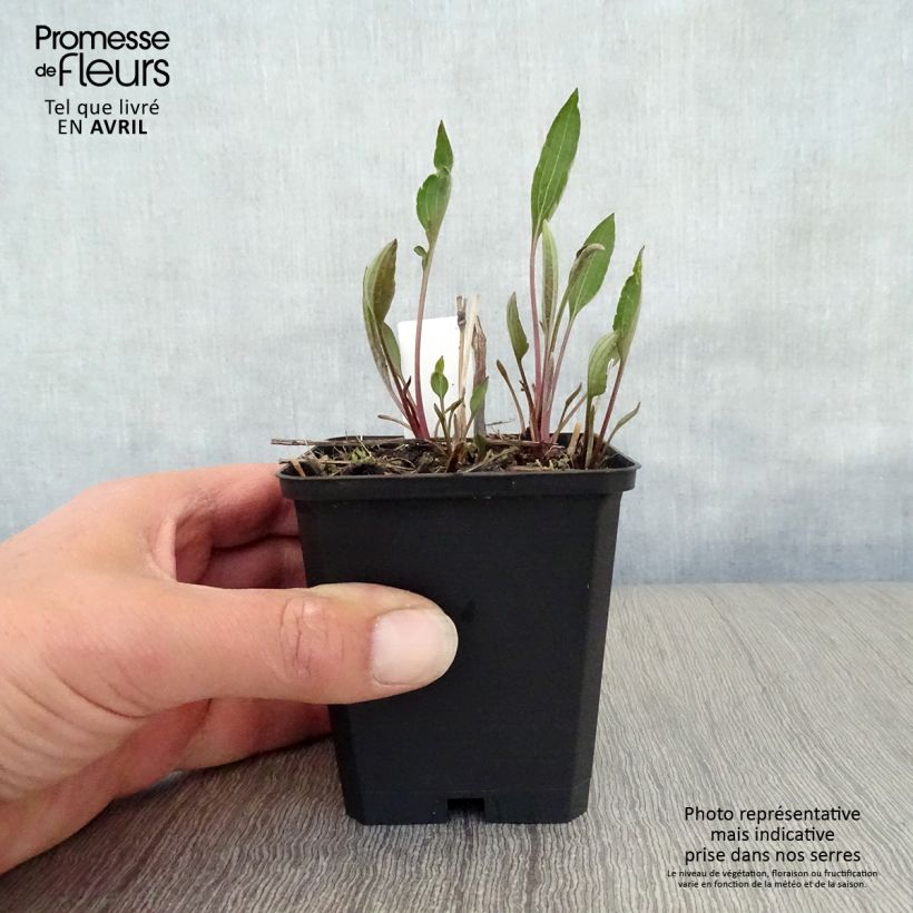 Rudbeckia subtomentosa Henry Eilers 8/9 cm pot sample as delivered in spring