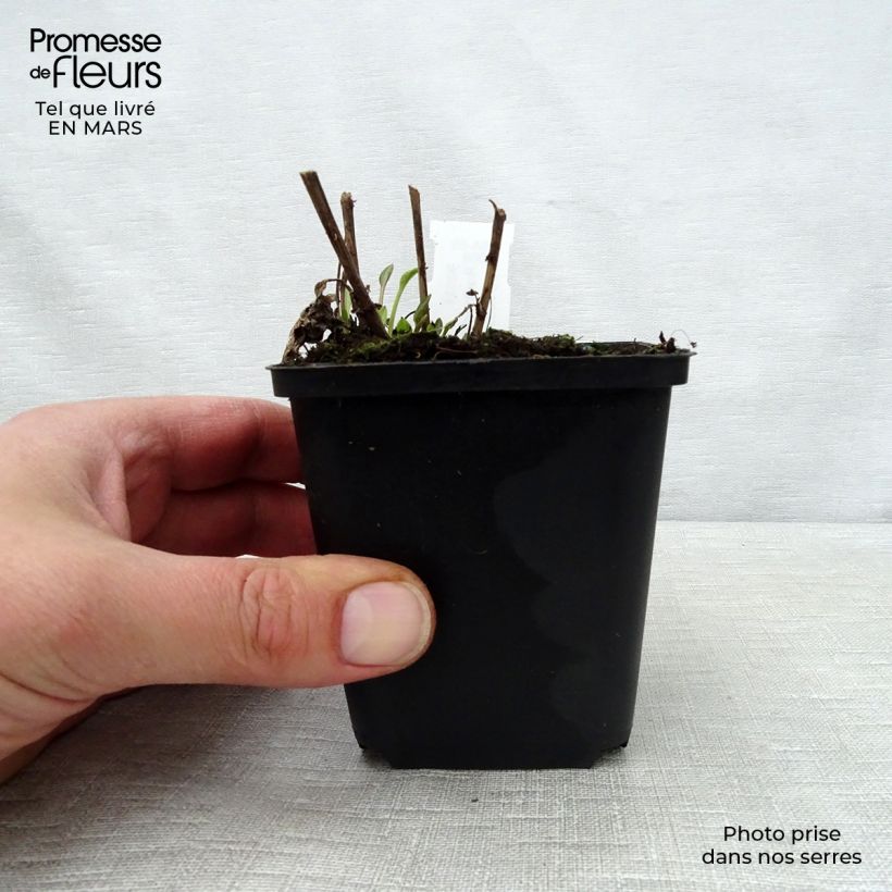 Rudbeckia subtomentosa Little Henry 8/9 cm pot sample as delivered in spring