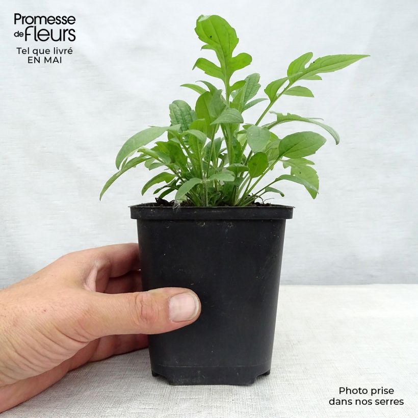 Rudbeckia triloba 8/9 cm pot sample as delivered in spring