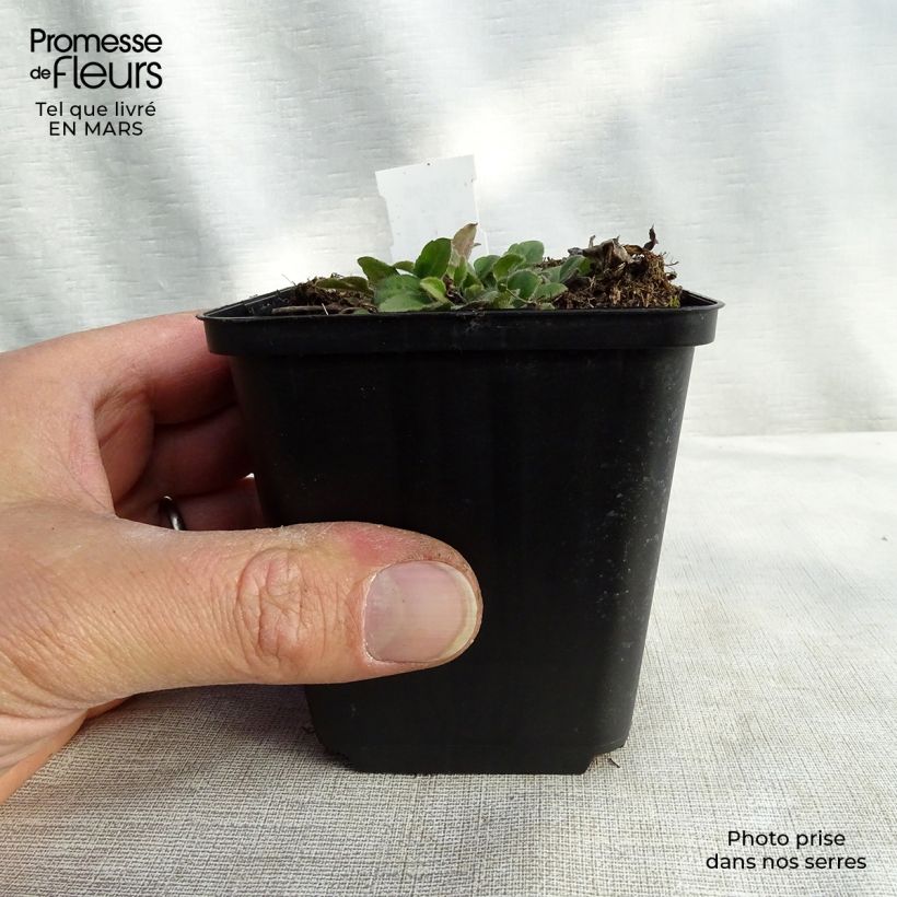 Rudbeckia triloba Prairie Glow 8/9 cm pot sample as delivered in spring