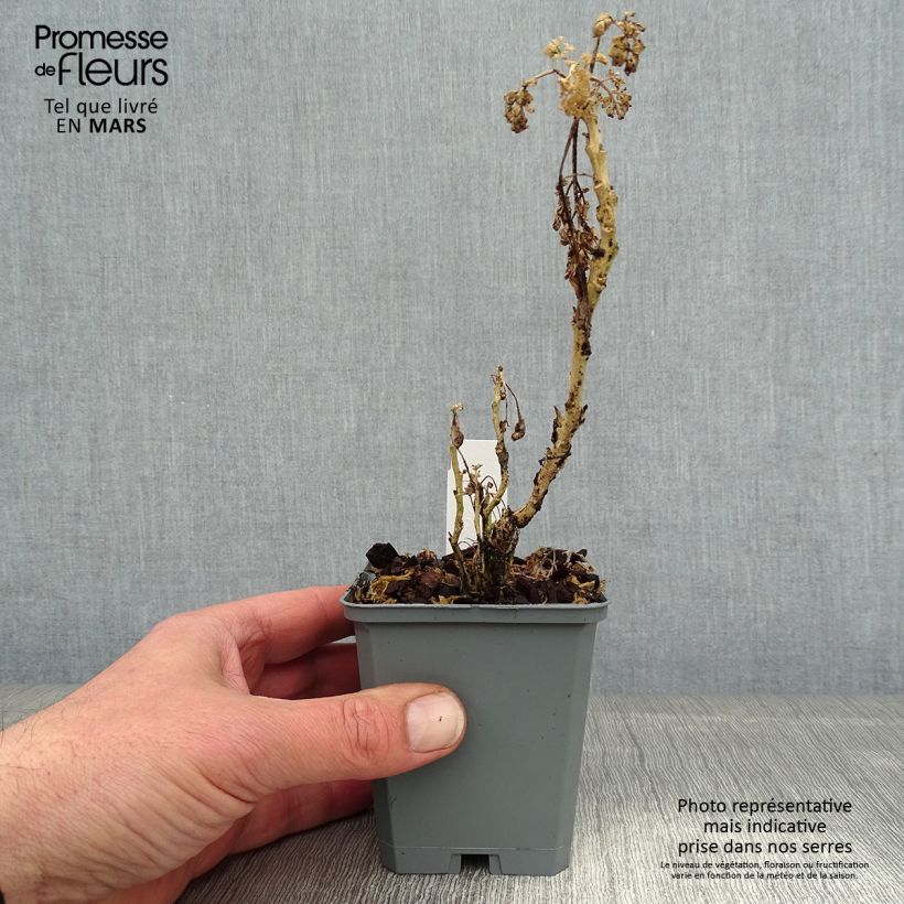 Ruta graveolens Jackmans Blue 8/9 cm pot sample as delivered in winter